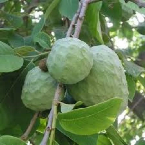 custard apple plant shareefa plant sugar apple tree in pakistan for home gardening شریفہ کا پودا