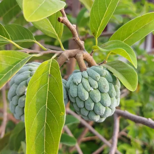 custard apple plant shareefa plant sugar apple tree in pakistan for home gardening شریفہ کا پودا