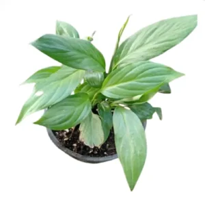 Peace Lily indoor plant with white flowers and green leaves in pot, air purifying houseplant for home and office decor