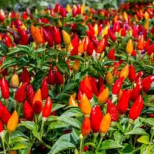 Ornamental pepper mix color seeds pack colorful edible chili plants for home garden pots Pakistan
