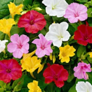 Mirabilis jalapa mix color flower seeds 4 o clock evening blooming fragrant flowers for home garden Pakistan mirabilis jalapa seeds, four o clock flower seeds, 4 o clock flower seeds, marvel of peru seeds, mirabilis jalapa mix color, four o clock flowers, evening blooming flowers, fragrant flower seeds, summer flower seeds pakistan, mix color flower seeds, ornamental flower seeds, easy grow flower seeds, garden flower seeds pakistan, گل عباسی seeds, four o clock plant, mirabilis jalapa plant, colorful flower seeds, balcony flower plants, home gardening seeds, flower seeds online pakistan, buy flower seeds pakistan, fragrant evening flowers, decorative garden flowers, fast growing flower seeds