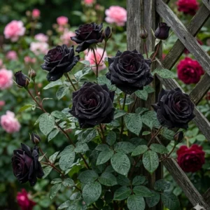 Black Rose Hybrid F1 Plant with deep dark maroon velvety blooms growing in garden pot