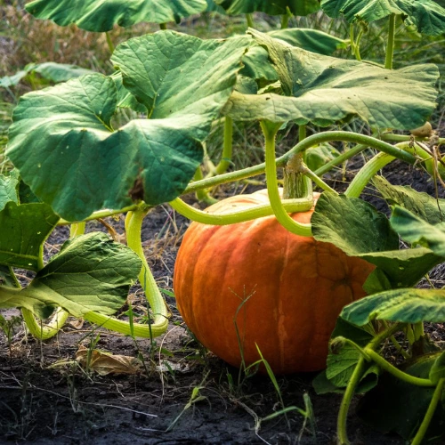 Pumpkin Hybrid F1 Seeds 20 seeds pack high yield fast growing pumpkin seeds in Pakistan Pumpkin Hybrid F1 Seeds 20 seeds pack high yield fast growing pumpkin seeds in Pakistan