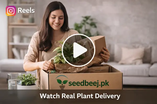 ChatGPT Image Apr 1 2026 08 06 18 PM now buy online in Pakistan at seed beej