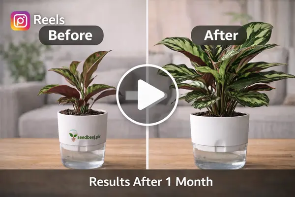 ChatGPT Image Apr 1 2026 08 28 29 PM now buy online in Pakistan at seed beej