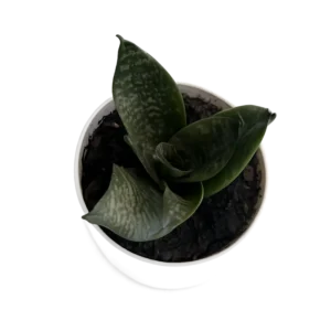 small sansevieria plant for desk