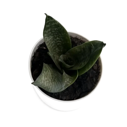 small sansevieria plant for desk