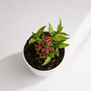 feng shui lucky bamboo indoor decorative plant