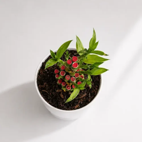 feng shui lucky bamboo indoor decorative plant