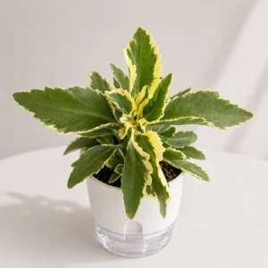 flowering succulent plant for home decor