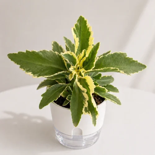 flowering succulent plant for home decor