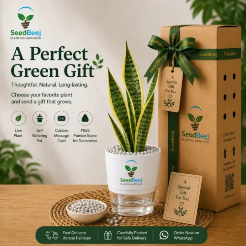 Gift a Plant In Pakistan