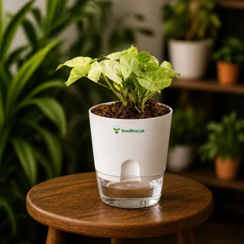white miniature syngonium indoor desk plant
