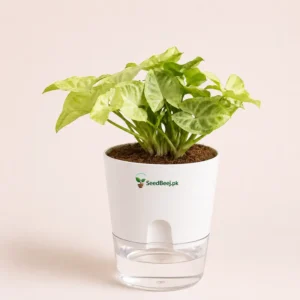 White miniature syngonium indoor desk plant small houseplant for office decor Pakistan White miniature syngonium indoor desk plant small houseplant for office decor Pakistan