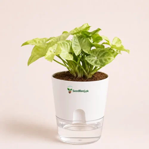 White miniature syngonium indoor desk plant small houseplant for office decor Pakistan