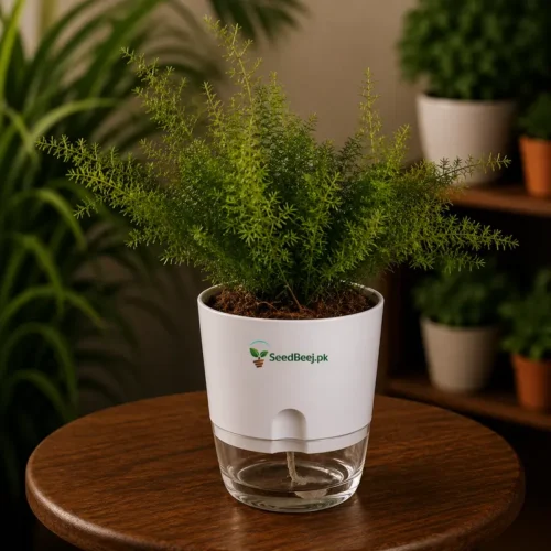 asparagus fern plant indoor decorative foliage