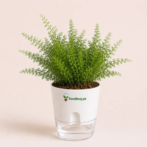 Buy Asparagus fern houseplant lush green indoor decorative foliage plant In Pakistan