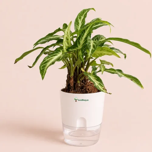 Arrowhead syngonium indoor foliage plant decorative houseplant Pakistan