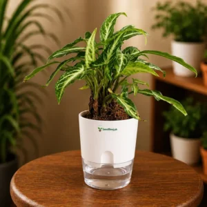 arrow head syngonium plant indoor foliage