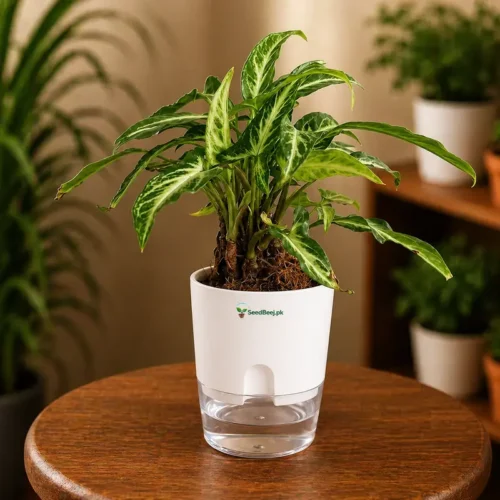 arrow head syngonium plant indoor foliage