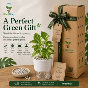 Gift a Plant In Pakistan