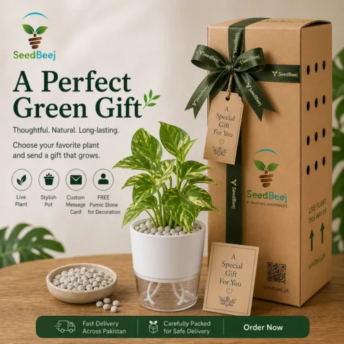 Gift a Plant In Pakistan