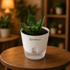 dwarf snake plant compact indoor plant