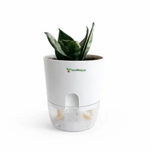 mini snake plant in pot