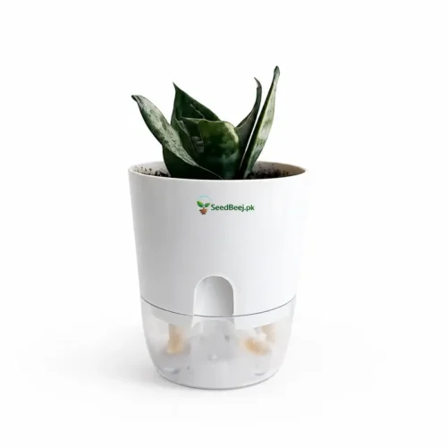 mini snake plant in pot