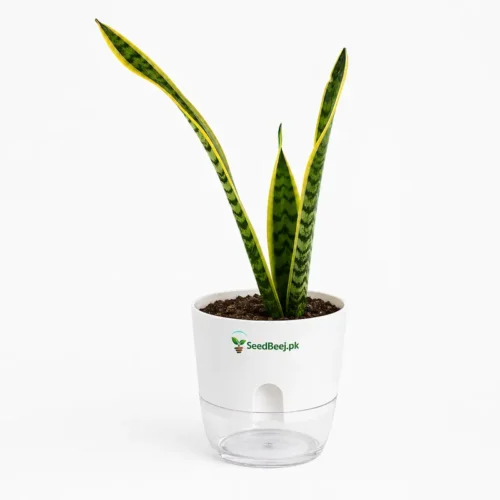sansevieria golden snake plant Pakistan