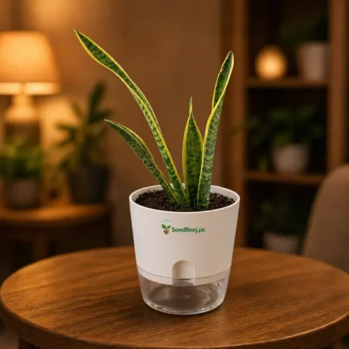 Golden snake plant indoor air purifying plant