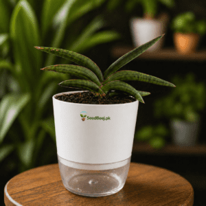 Starfish snake plant indoor decorative succulent plant