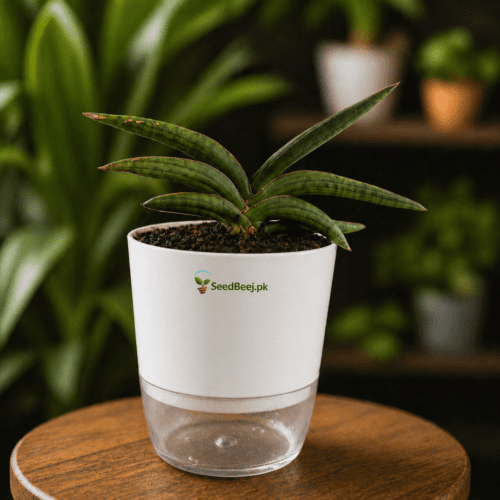 Starfish snake plant indoor decorative succulent plant