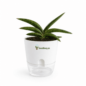 Sansevieria cylindrica starfish plant Pakistan