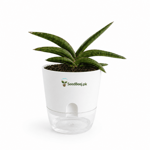 Sansevieria cylindrica starfish plant Pakistan