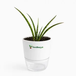 cylindrical snake plant upright leaves Pakistan