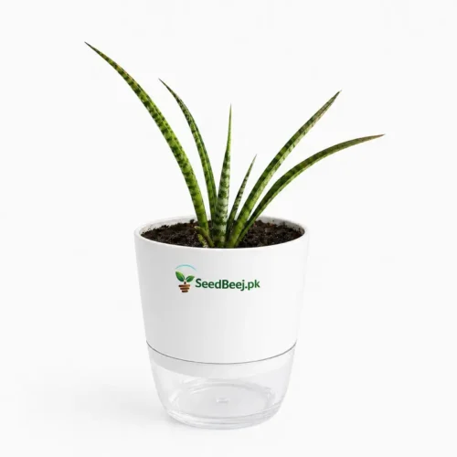 cylindrical snake plant upright leaves Pakistan