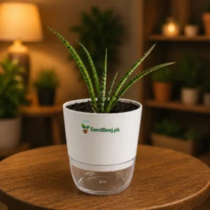 Sansevieria cylindrica african spear indoor snake plant