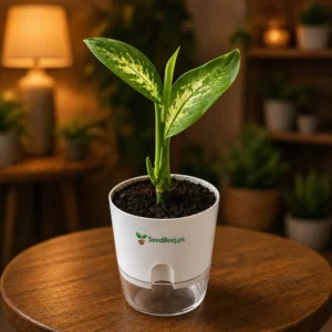 Dieffenbachia plant large leaf indoor decorative plant