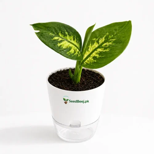 dumb cane dieffenbachia plant Pakistan indoor