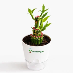 3 layer lucky bamboo plant for office desk Pakistan