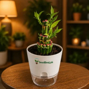 Lucky bamboo 3 step indoor feng shui plant glass vase