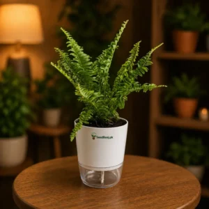 Fish fern plant hanging trailing indoor decorative plant