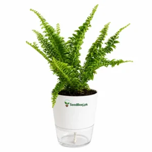 hanging fern plant for home decoration Pakistan