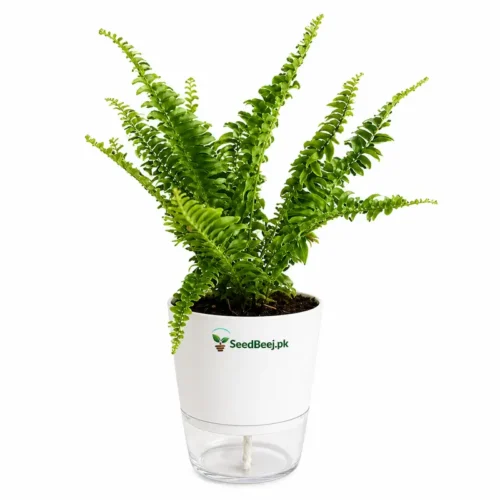 hanging fern plant for home decoration Pakistan
