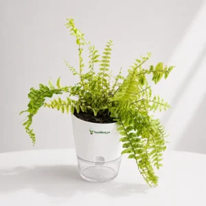 lush green golden fern indoor houseplant Pakistan