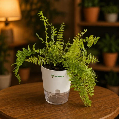 Golden fern plant indoor decorative air purifying plant