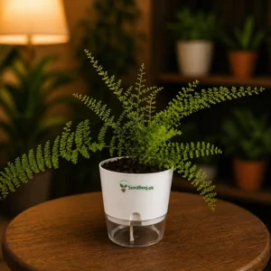 Fluffy ruffle fern suzi wong indoor decorative plant