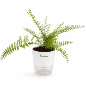 soft ruffled fern plant indoor Pakistan