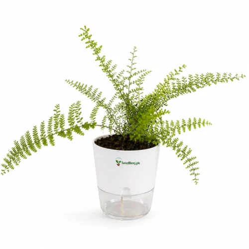 soft ruffled fern plant indoor Pakistan